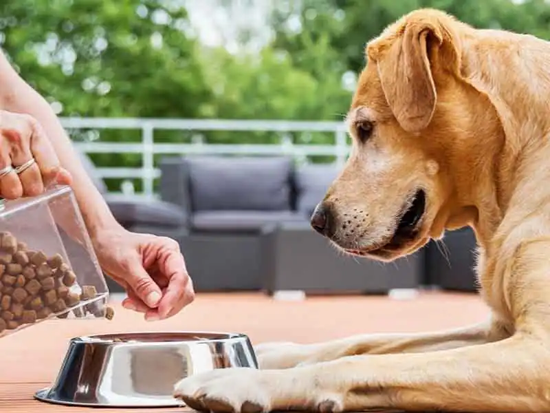 Dog dry food for dogs teeth 